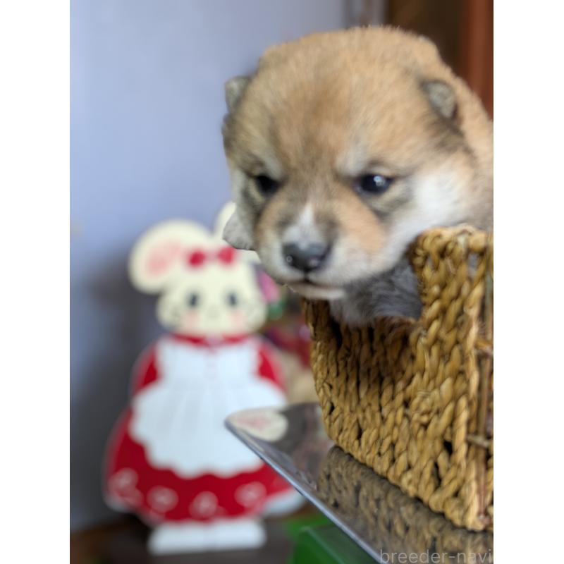 販売中の鹿児島県の豆柴-428195の3枚目