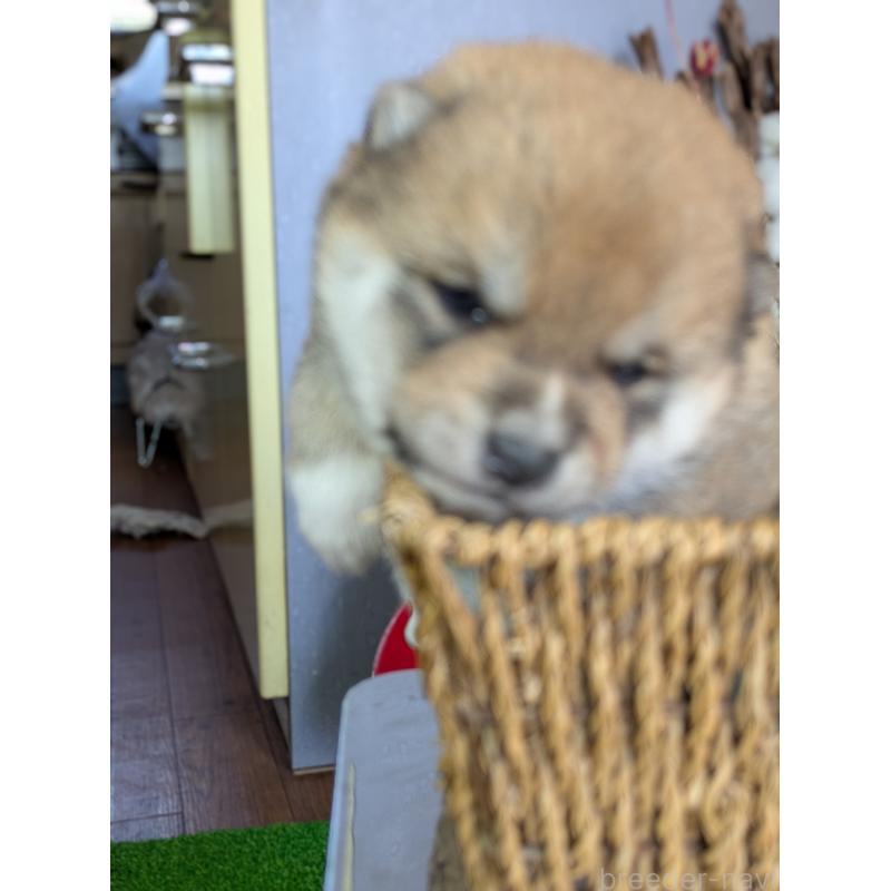 販売中の鹿児島県の豆柴-428195の2枚目