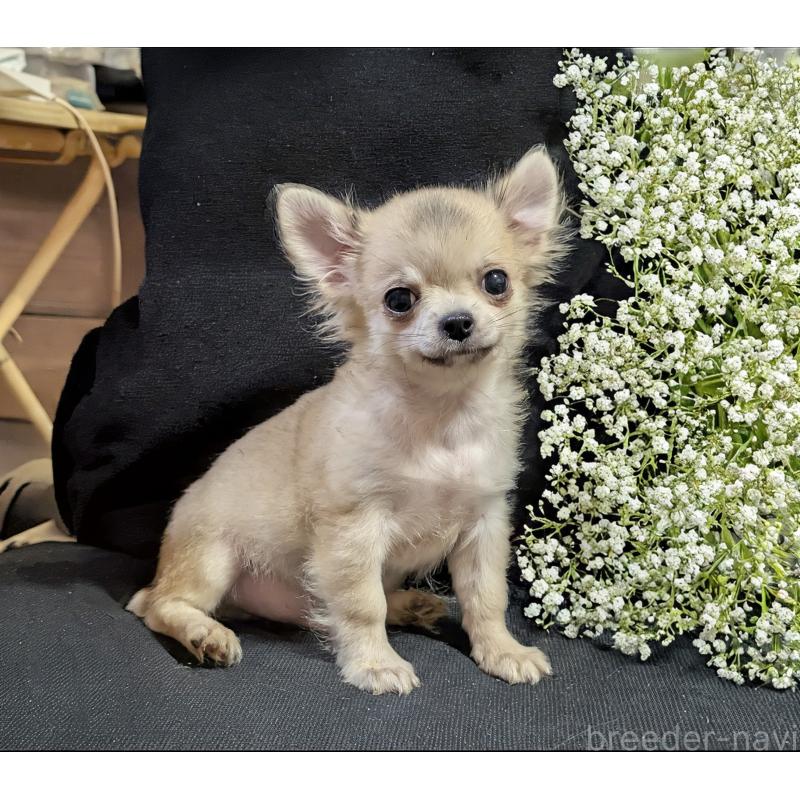 販売中の静岡県のチワワ(ロングコート)-429367の7枚目