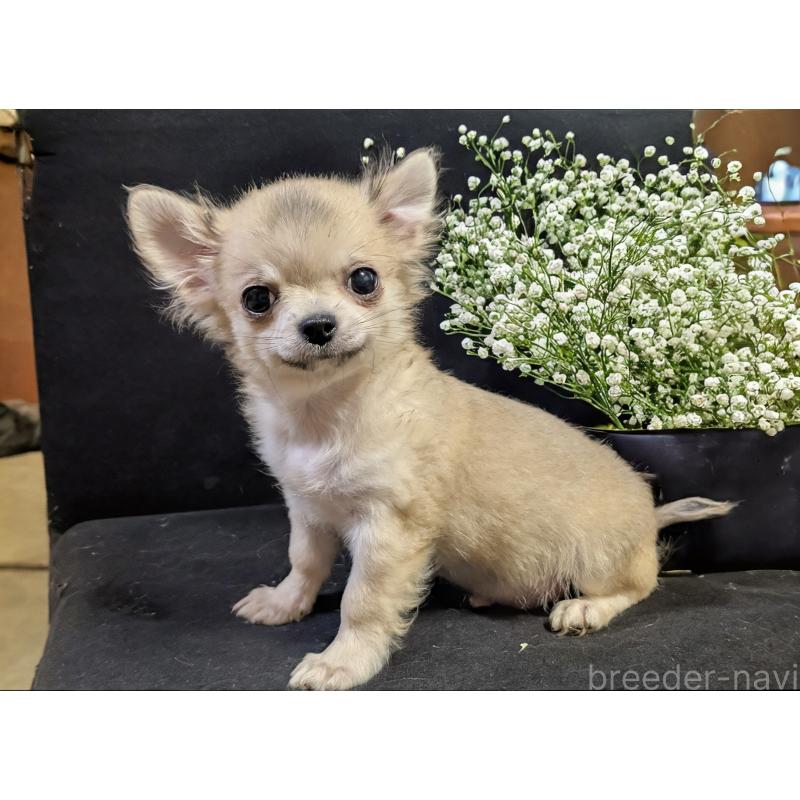 販売中の静岡県のチワワ(ロングコート)-429367の4枚目