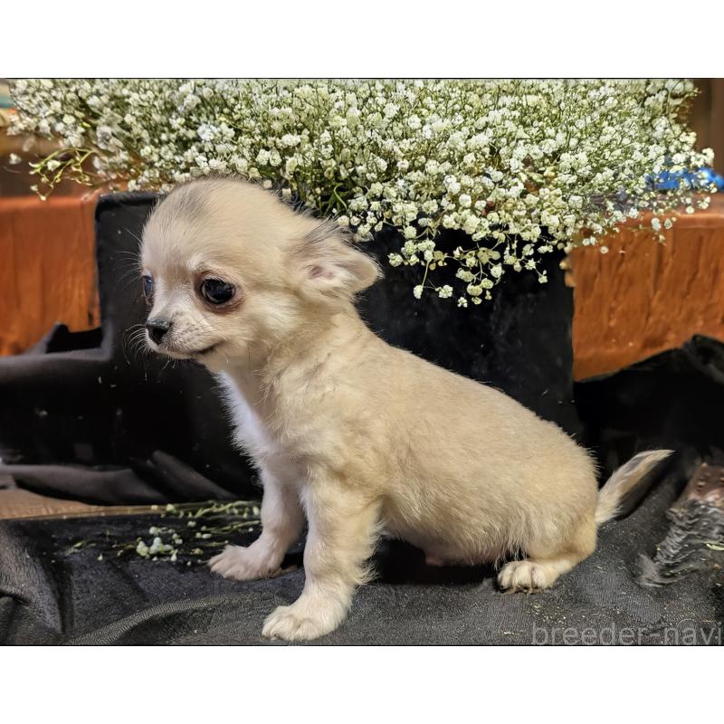 販売中の静岡県のチワワ(ロングコート)-429367の3枚目