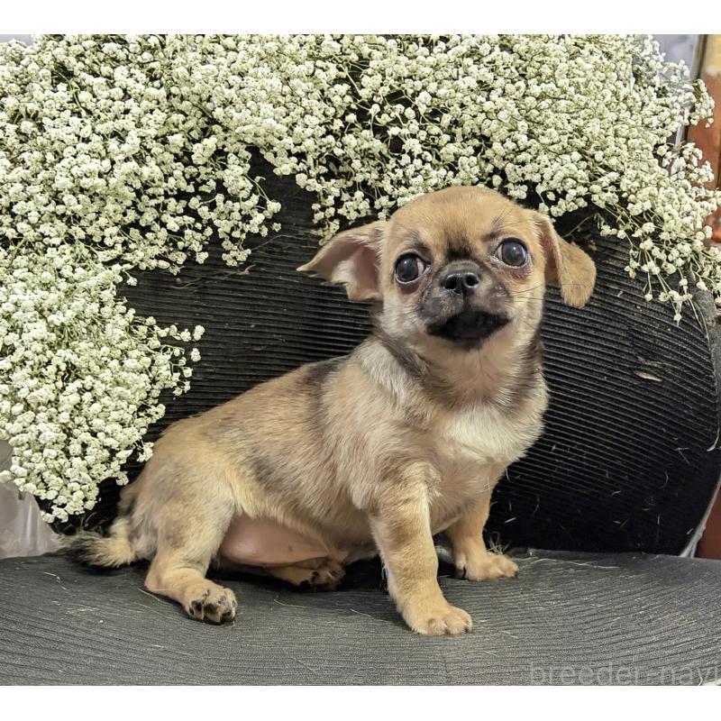 販売中の静岡県のチワワ(スムースコート)-429368の3枚目