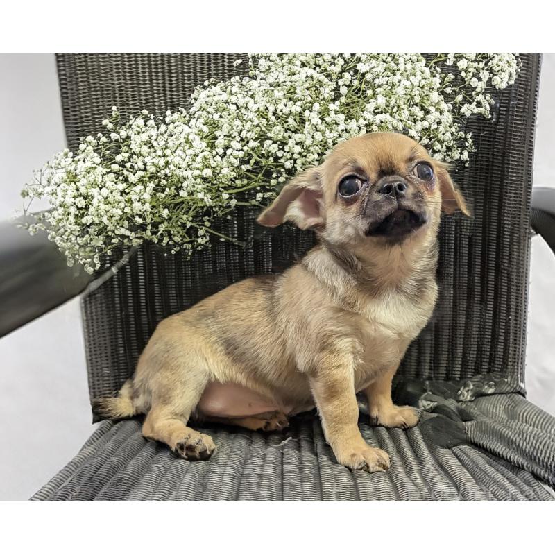 販売中の静岡県のチワワ(スムースコート)-429368の2枚目