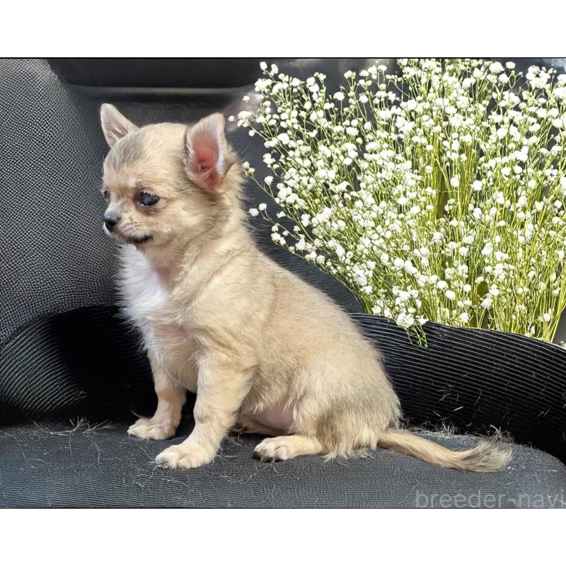 販売中の静岡県のチワワ(ロングコート)-429369の4枚目