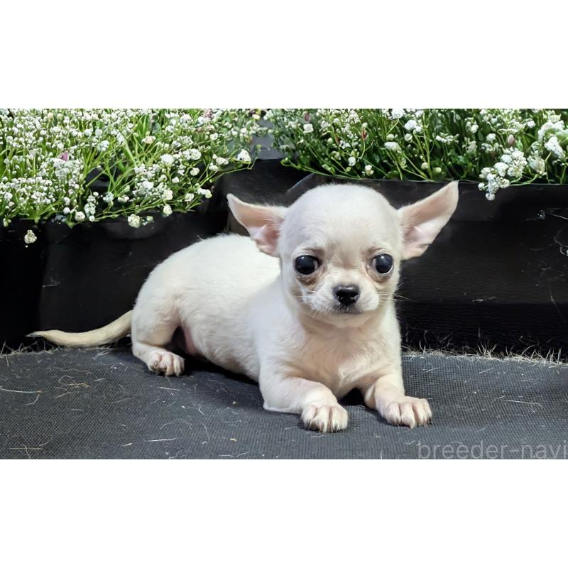 販売中の静岡県のチワワ(スムースコート)-429370の3枚目