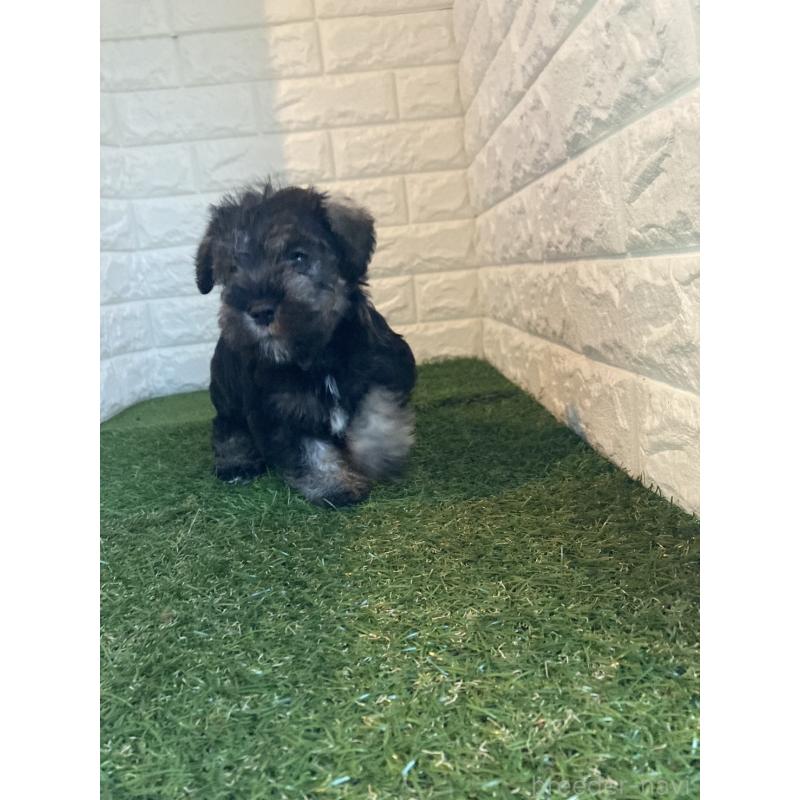 販売中の岡山県のミニチュアシュナウザー-429372の7枚目