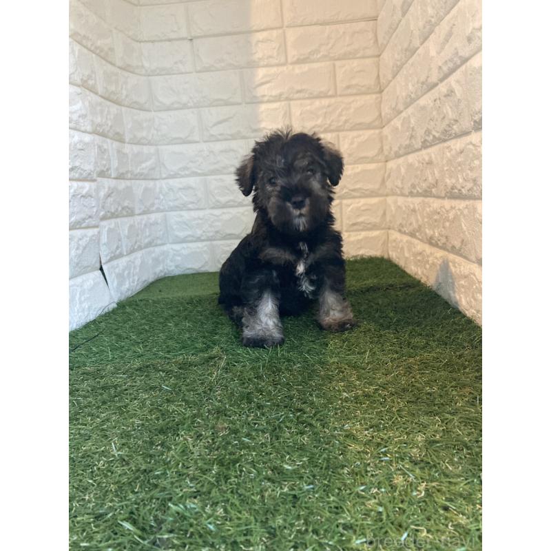 販売中の岡山県のミニチュアシュナウザー-429372の6枚目