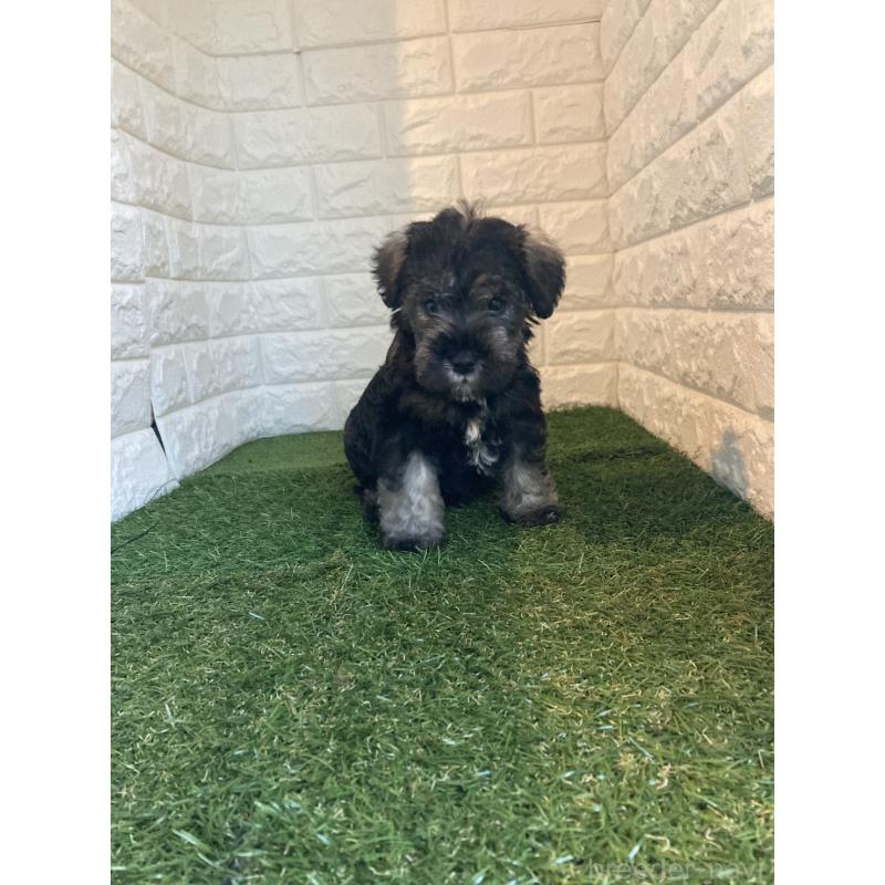 販売中の岡山県のミニチュアシュナウザー-429372の5枚目