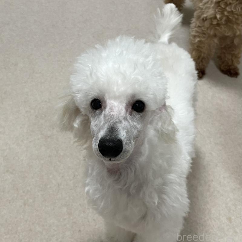 販売中の長野県のトイプードル-405717