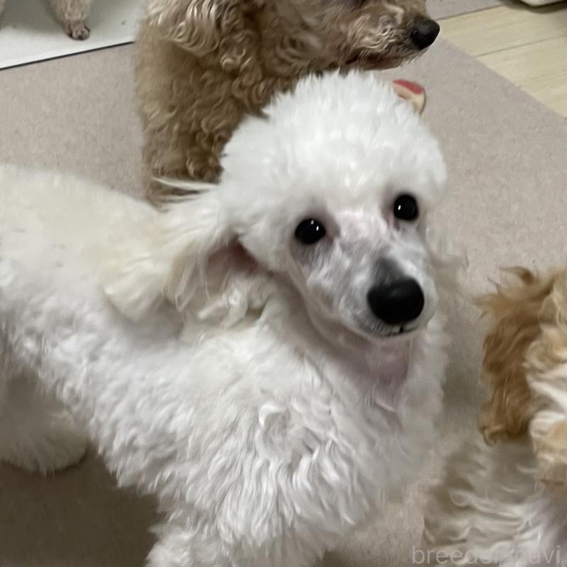 販売中の長野県のトイプードル-405717の5枚目