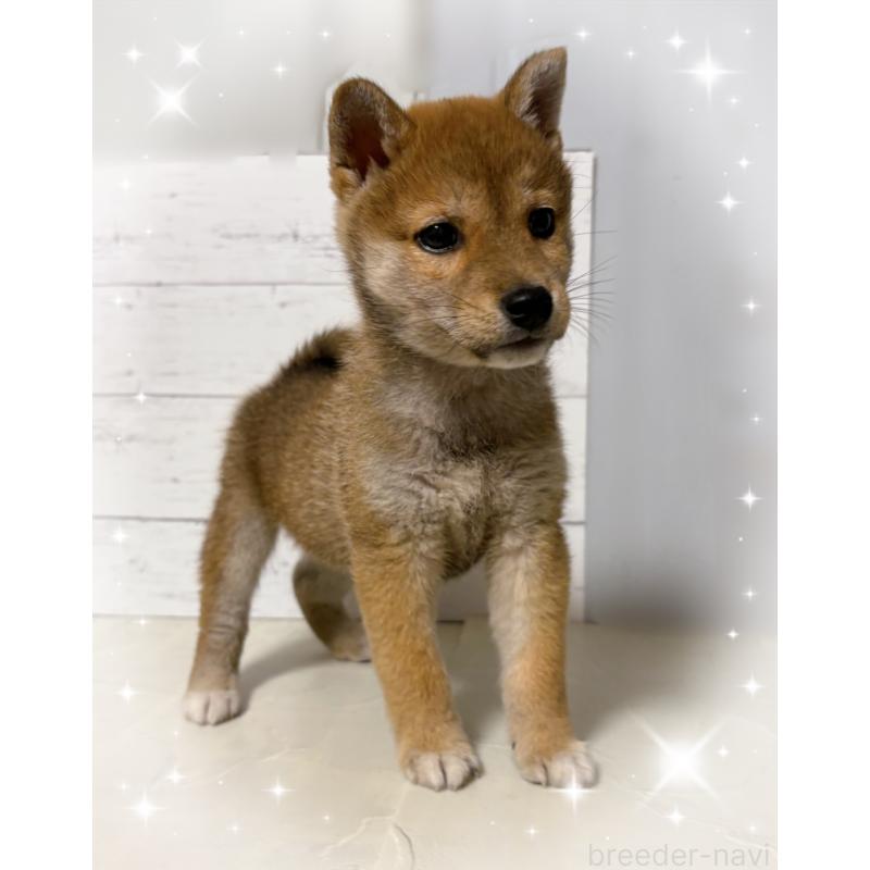 販売中の東京都の豆柴-429373の6枚目