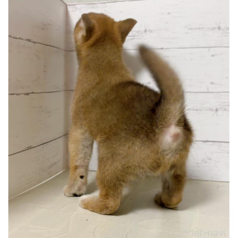 販売中の東京都の豆柴-429373の5枚目