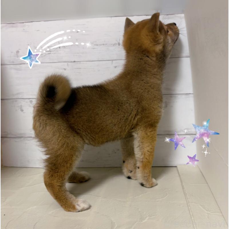 販売中の東京都の豆柴-429373の4枚目