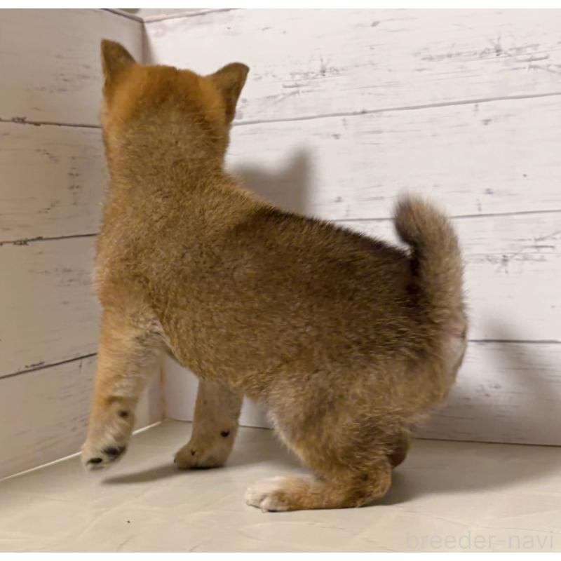 販売中の東京都の豆柴-429373の3枚目