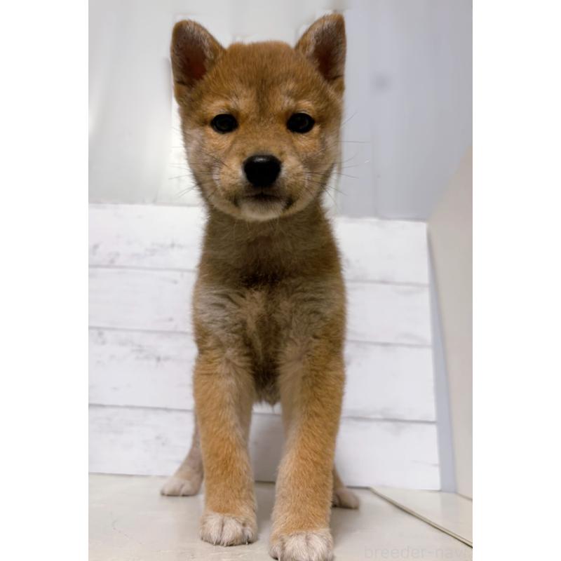 販売中の東京都の豆柴-429373の2枚目