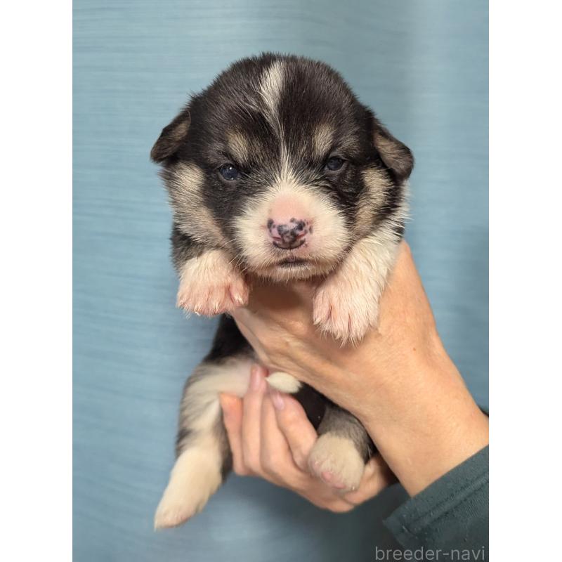 販売中の福岡県のウェルシュコーギーペンブローク-429379の1枚目