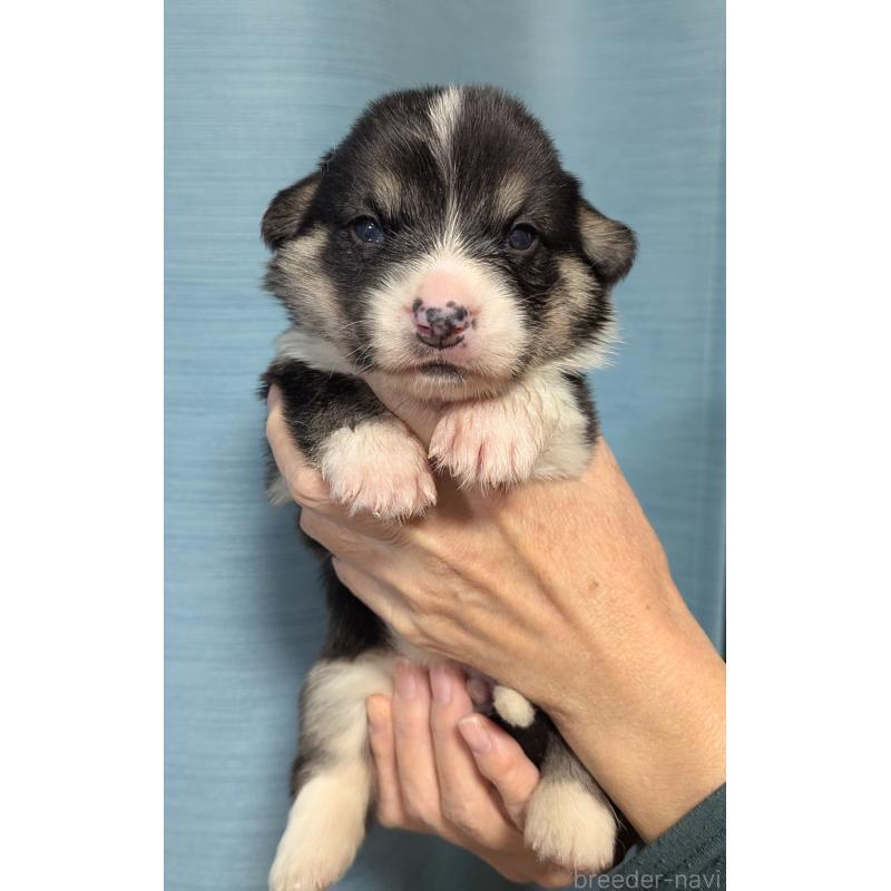 販売中の福岡県のウェルシュコーギーペンブローク-429379の5枚目