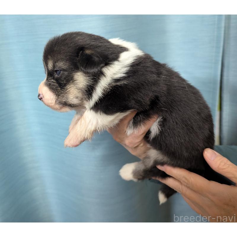 販売中の福岡県のウェルシュコーギーペンブローク-429379の4枚目