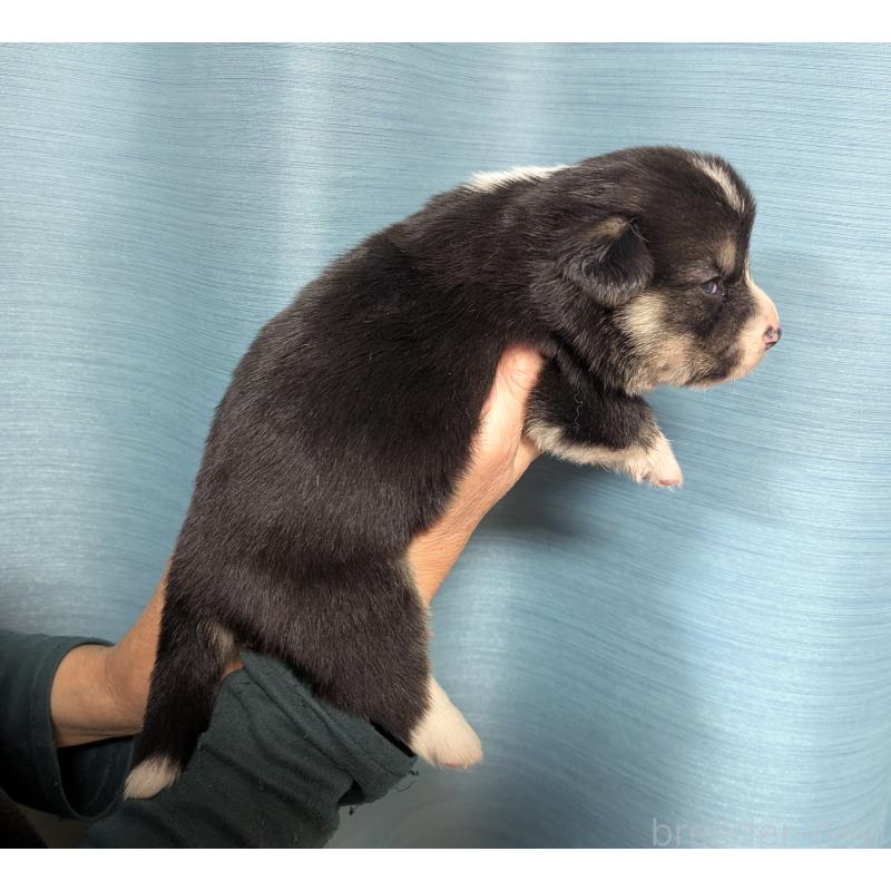 販売中の福岡県のウェルシュコーギーペンブローク-429379の3枚目