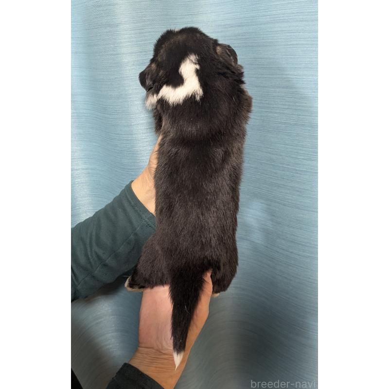 販売中の福岡県のウェルシュコーギーペンブローク-429379の2枚目