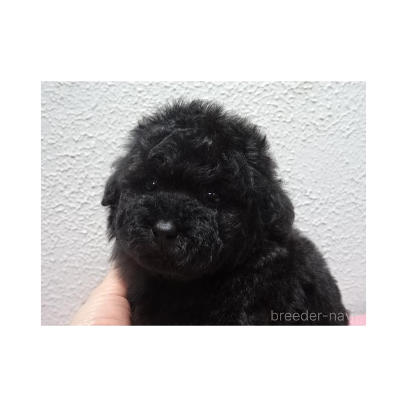 販売中の大阪府のタイニープードル-429376の5枚目