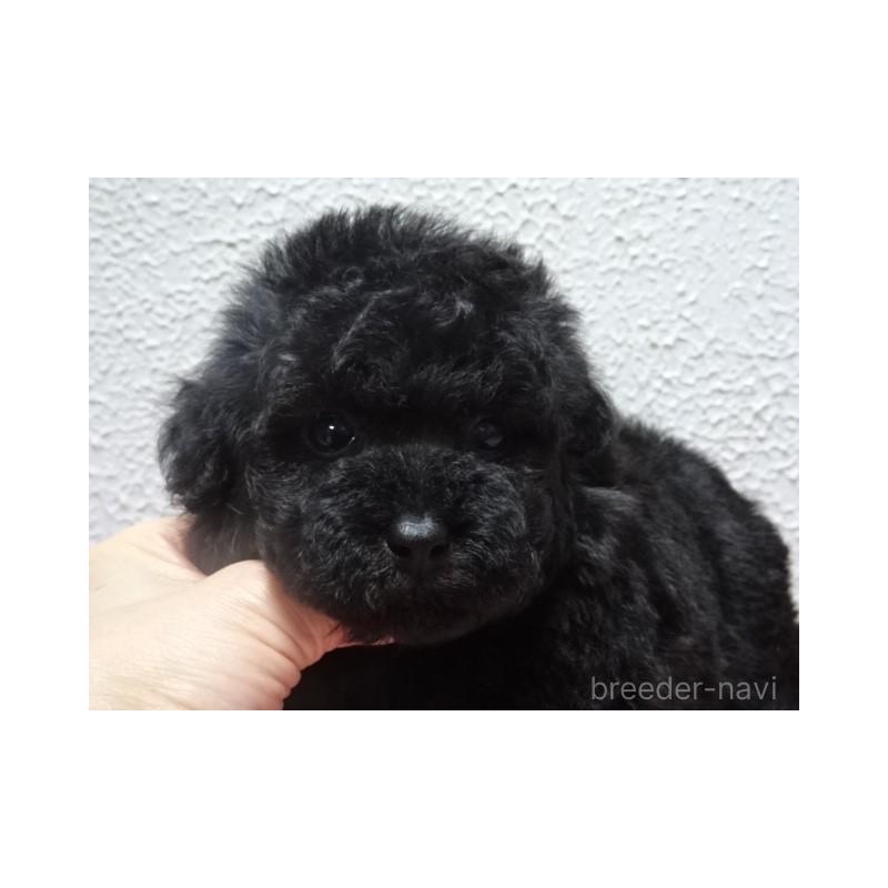 販売中の大阪府のタイニープードル-429376の4枚目