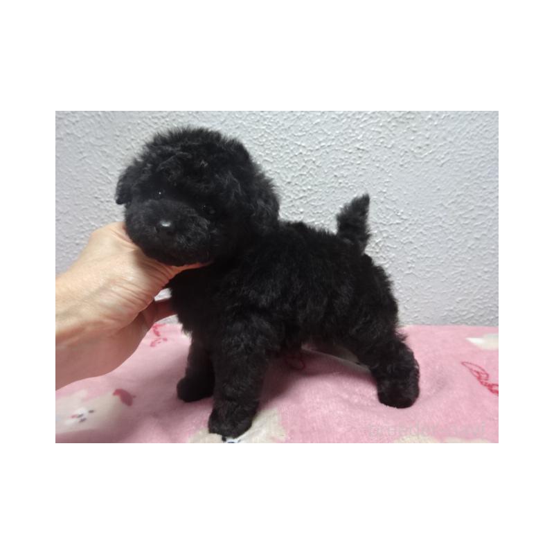 販売中の大阪府のタイニープードル-429376の3枚目