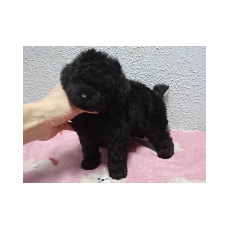 販売中の大阪府のタイニープードル-429376の2枚目