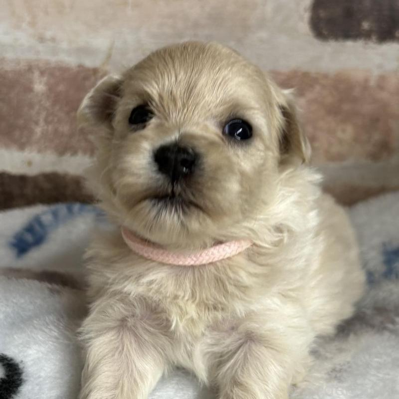 販売中の埼玉県のマルプー:マルチーズ×トイプードル-426041