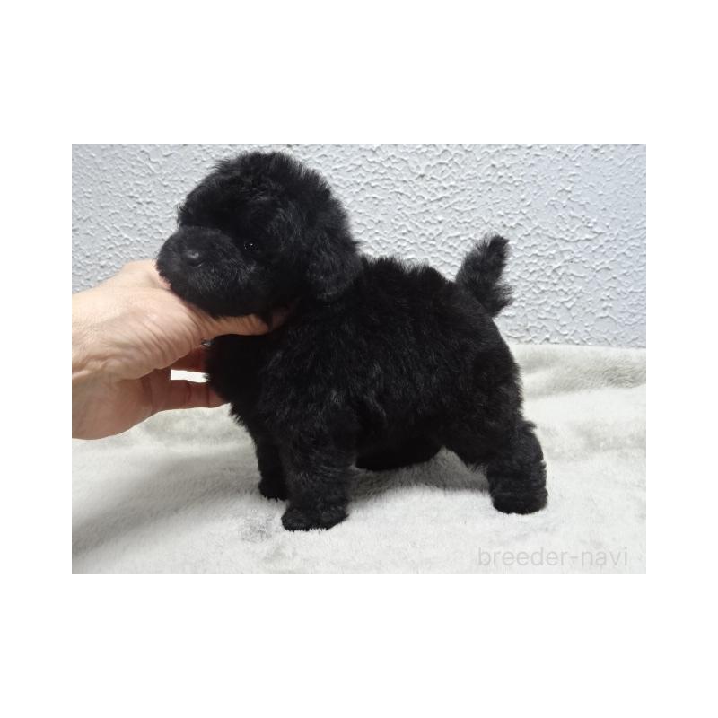 販売中の大阪府のタイニープードル-429378の3枚目