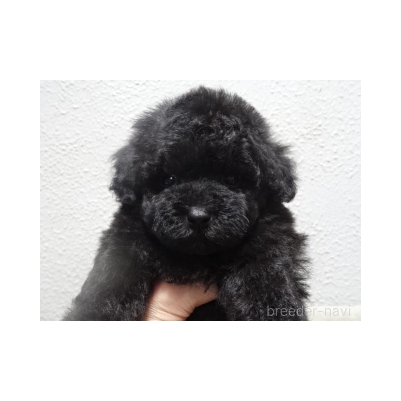 販売中の大阪府のタイニープードル-429378の2枚目