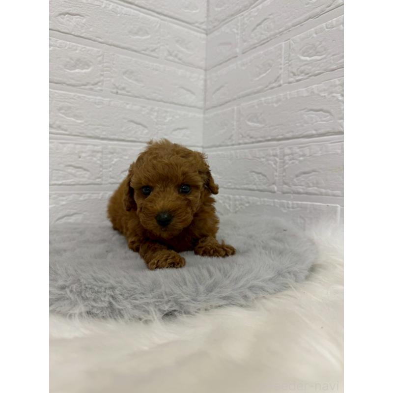 販売中の東京都のタイニープードル-429380の12枚目