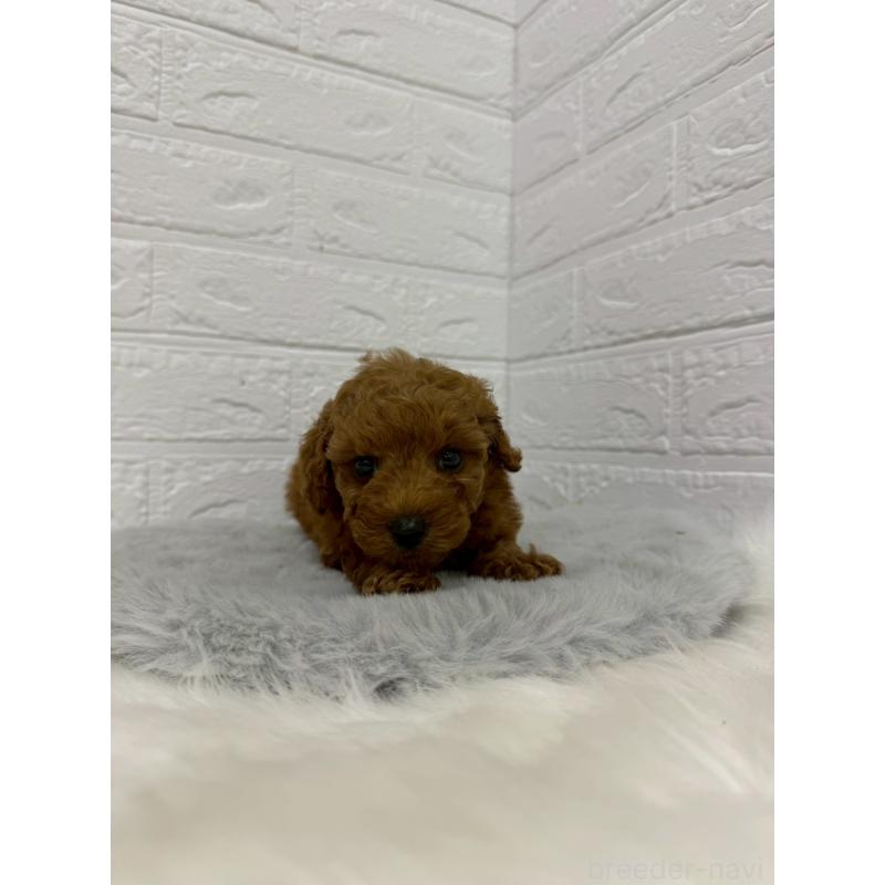 販売中の東京都のタイニープードル-429380の10枚目