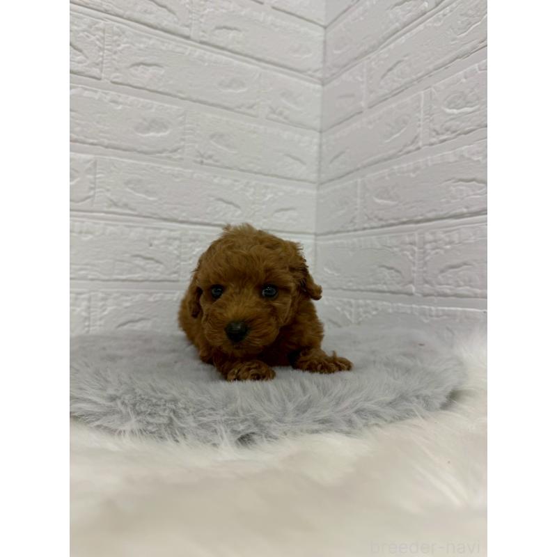 販売中の東京都のタイニープードル-429380の9枚目