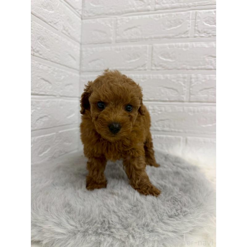 販売中の東京都のタイニープードル-429380の7枚目