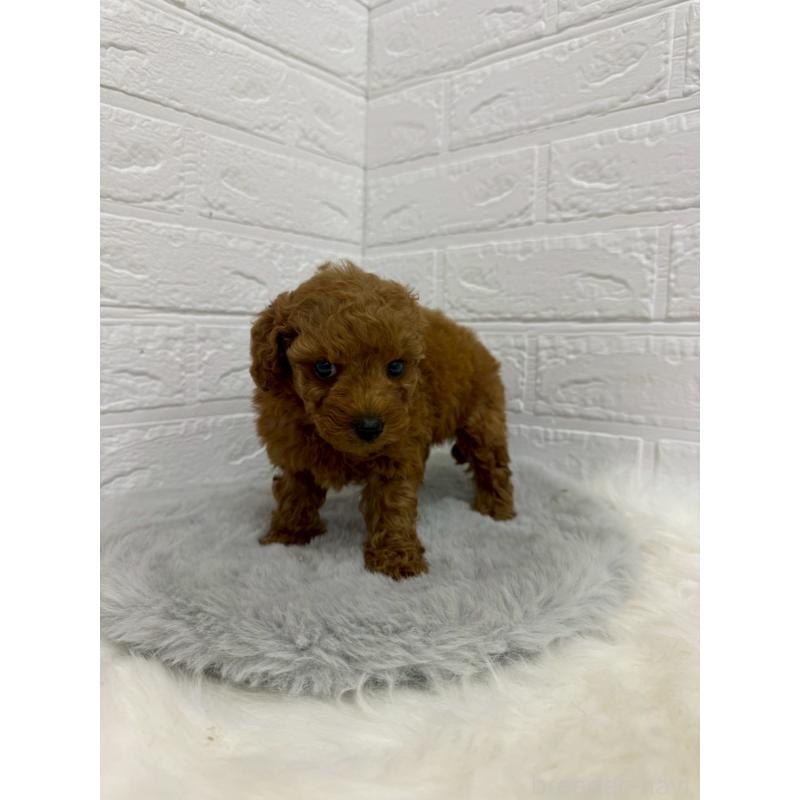 販売中の東京都のタイニープードル-429380の3枚目