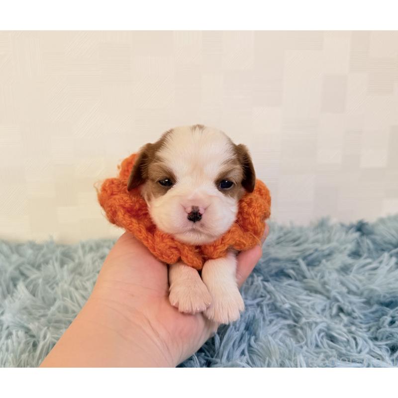 販売中の埼玉県のキャバリアキングチャールズスパニエル-429381の5枚目