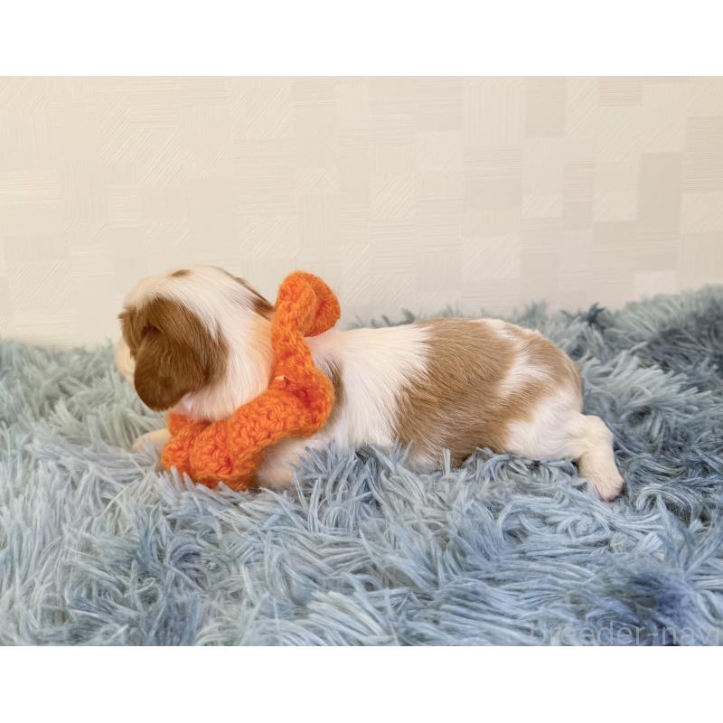 販売中の埼玉県のキャバリアキングチャールズスパニエル-429381の4枚目