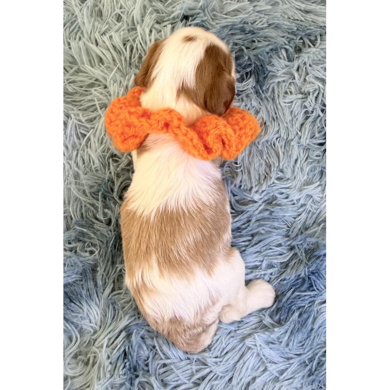 販売中の埼玉県のキャバリアキングチャールズスパニエル-429381の3枚目