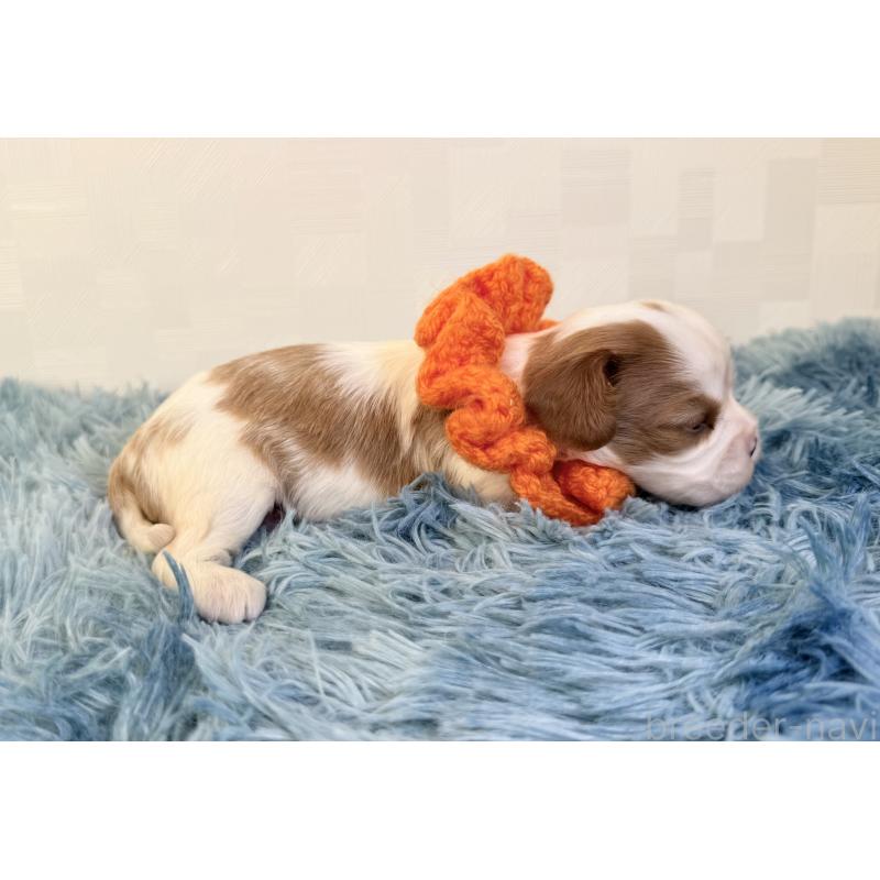 販売中の埼玉県のキャバリアキングチャールズスパニエル-429381の2枚目