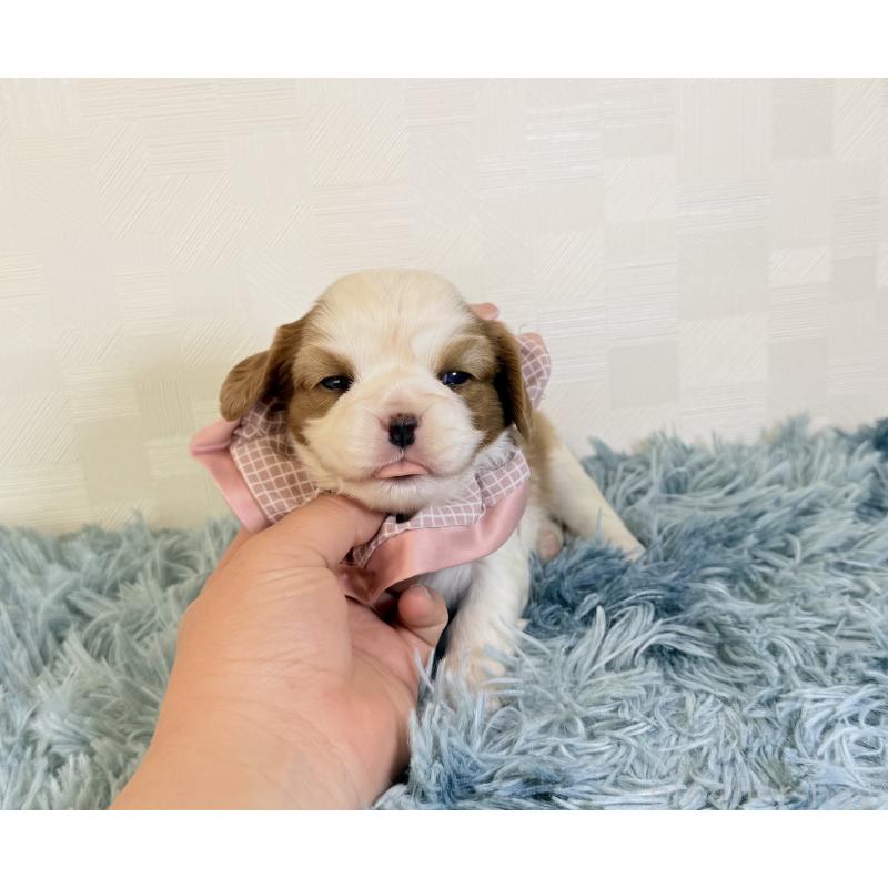販売中の埼玉県のキャバリアキングチャールズスパニエル-429382の5枚目