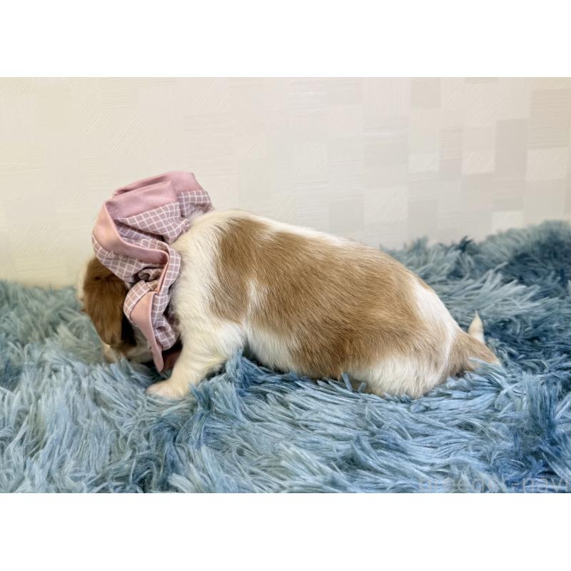 販売中の埼玉県のキャバリアキングチャールズスパニエル-429382の4枚目