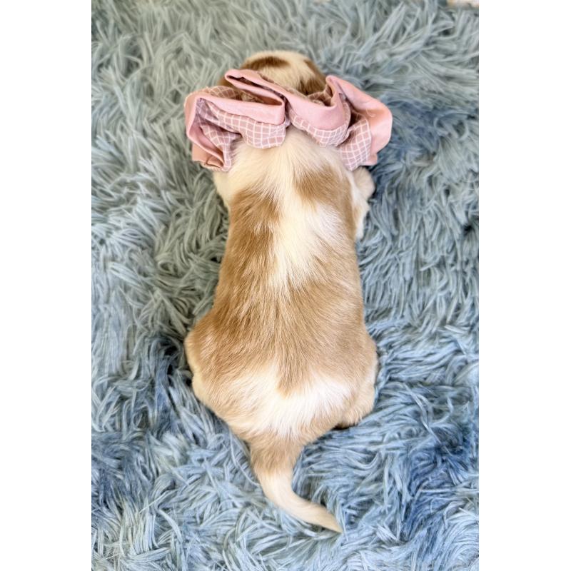 販売中の埼玉県のキャバリアキングチャールズスパニエル-429382の3枚目