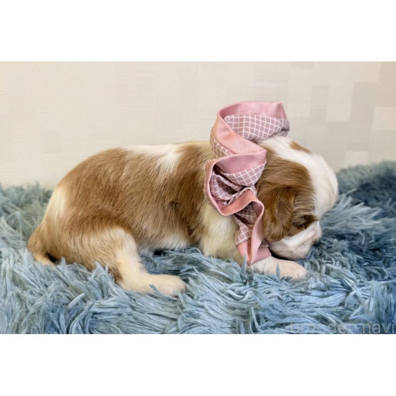 販売中の埼玉県のキャバリアキングチャールズスパニエル-429382の2枚目