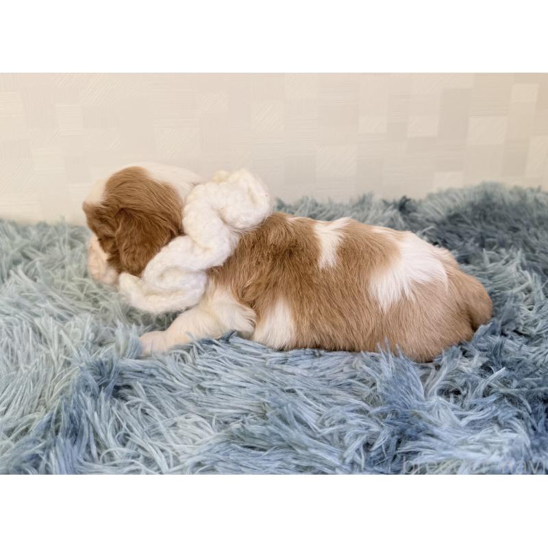 販売中の埼玉県のキャバリアキングチャールズスパニエル-429383の4枚目