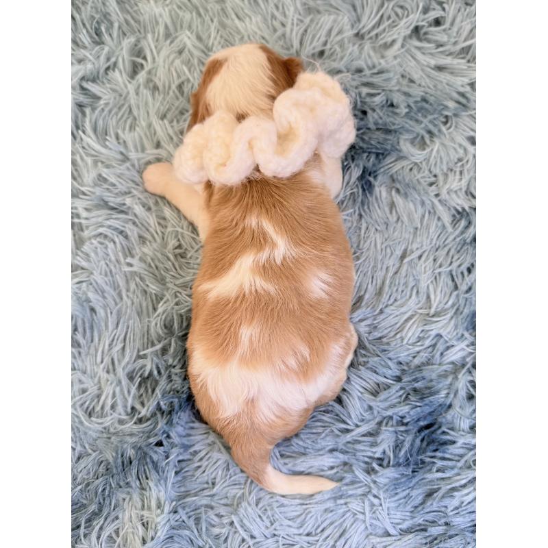 販売中の埼玉県のキャバリアキングチャールズスパニエル-429383の3枚目