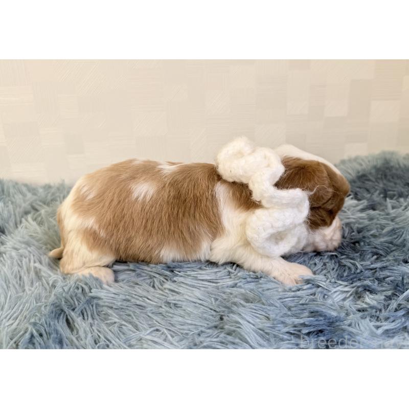 販売中の埼玉県のキャバリアキングチャールズスパニエル-429383の2枚目