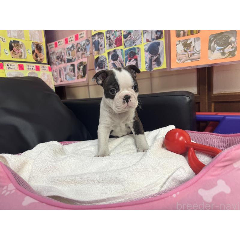 販売中の岐阜県のボストンテリア-429384の7枚目