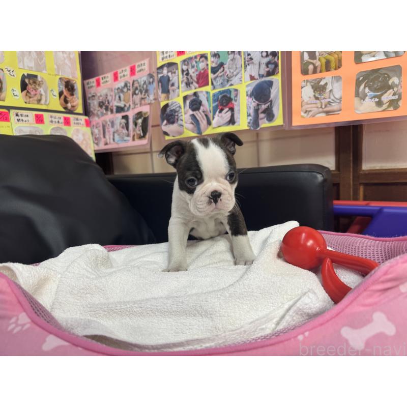 販売中の岐阜県のボストンテリア-429384の6枚目