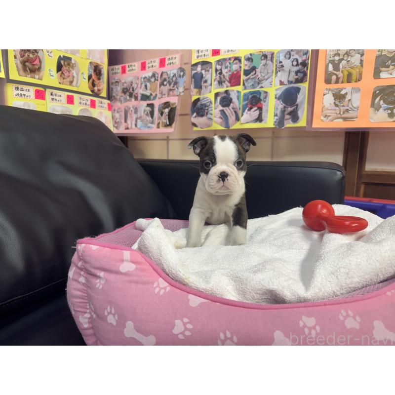 販売中の岐阜県のボストンテリア-429384の5枚目